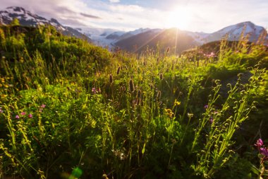 Güneşli bir günde dağ çayırı. Doğal yaz manzarası.