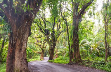 Toprak yol Big Island, Hawaii uzak ormanda