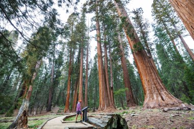 Yaz mevsiminde Sequoias Ormanı