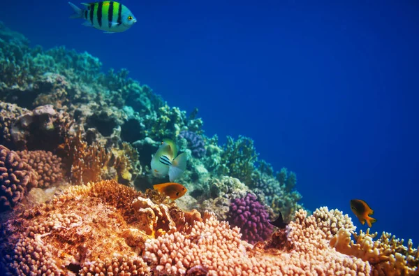 Barriera Corallina Vivente Nel Mar Rosso Egitto Sfondo Naturale Insolito — Foto Stock
