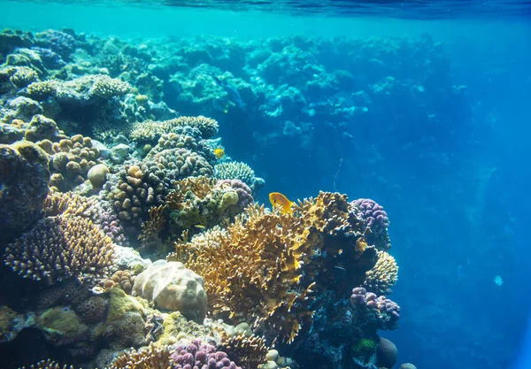 Ζωντανός Κοραλλιογενής Ύφαλος Στην Ερυθρά Θάλασσα Φυσικό Ασυνήθιστο Υπόβαθρο — Φωτογραφία Αρχείου