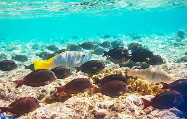 Levend Koraalrif Rode Zee Egypte Natuurlijke Ongewone Achtergrond — Stockfoto