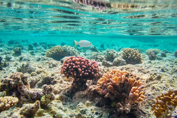 Living Coral Reef Red Sea Egypt Natural Unusual Background — Stock Photo, Image