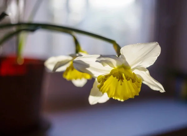 Flor Narciso Com Centro Amarelo Janela — Fotografia de Stock