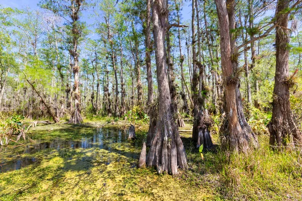 Typical Cypress Forest Everglades National Park Florida — Stock Photo, Image