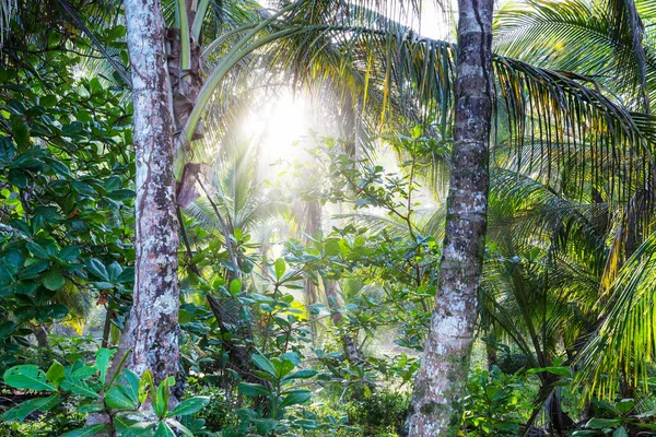 Mooie Groene Tropische Jungle Voor Natuurlijke Achtergrond — Stockfoto