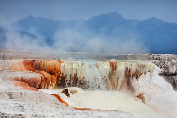 Yellowstone Deki Mamut Kaplıcaları Abd — Stok fotoğraf