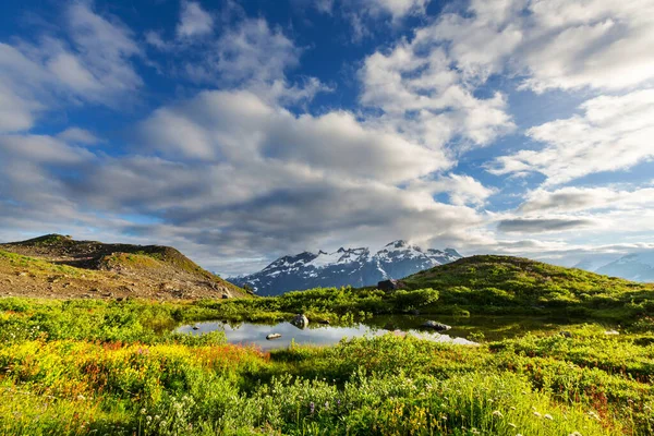 晴れた日に山の牧草地 自然の夏の風景 — ストック写真