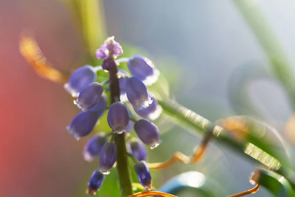 森の中の美しい春の花 四季の自然 — ストック写真