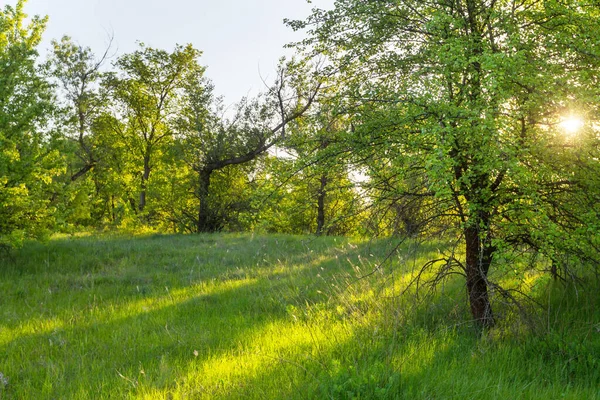 Våren Natur Scen Vackra Landskap Grön Skog — Stockfoto