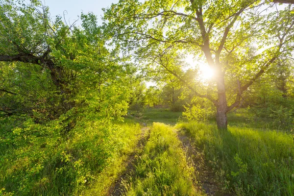 Frühling Natur Szene Schöne Landschaft Grüner Wald — Stockfoto