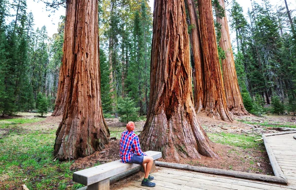 Foresta Delle Sequoie Nella Stagione Estiva — Foto Stock