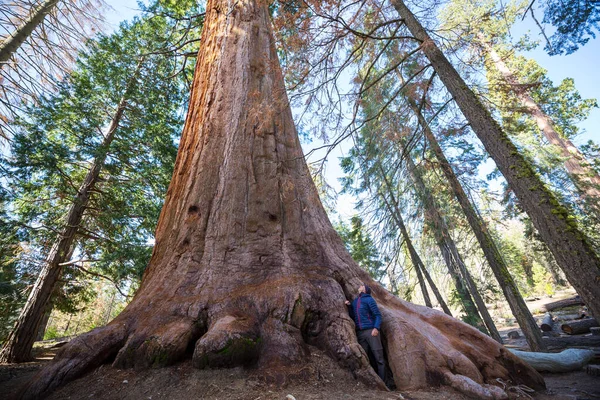 Sequoias Forest Summer Season — Stock Photo, Image