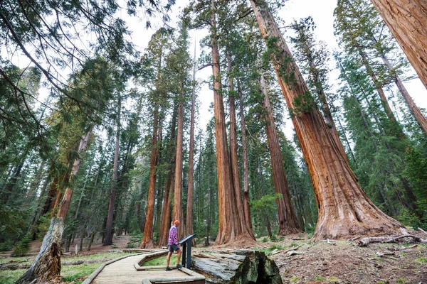 Las Sequoias Sezonie Letnim — Zdjęcie stockowe