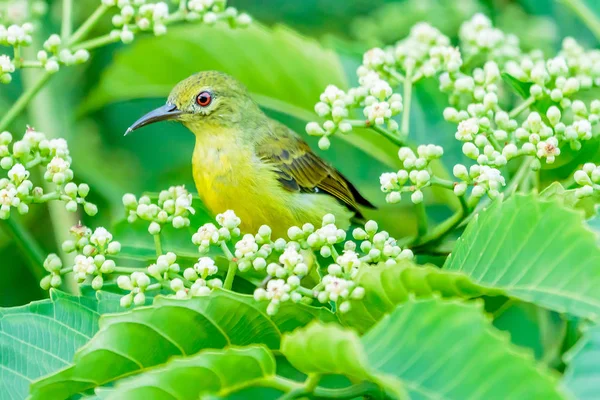 Brązowy szyi Sunbird — Zdjęcie stockowe