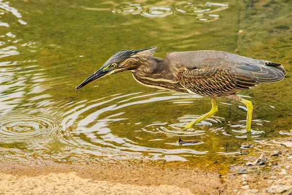 Heron listrado marrom — Fotografia de Stock