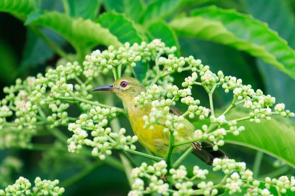Brown Neck Sunbird — Stock Photo, Image