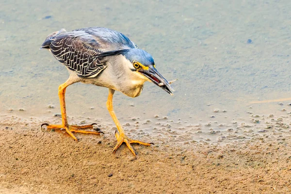 Pruhovaná Heron lov — Stock fotografie