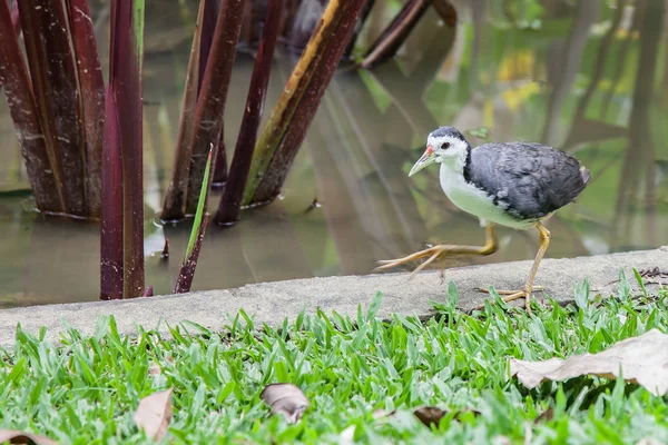 Funcionamiento de la gallina del agua —  Fotos de Stock