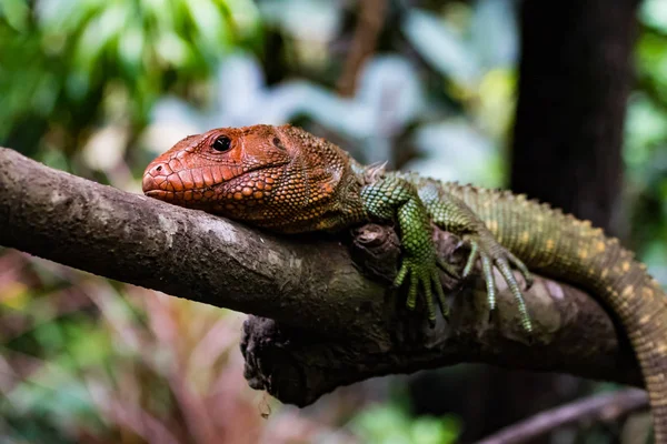 Tricolored Caiman Lizard — Stock Photo, Image
