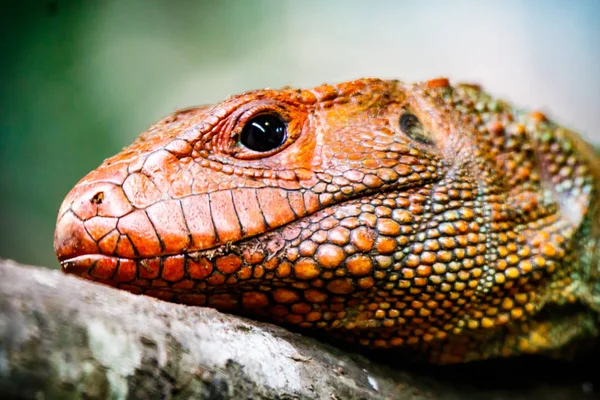 Caiman Lizard Profile — Stock Photo, Image