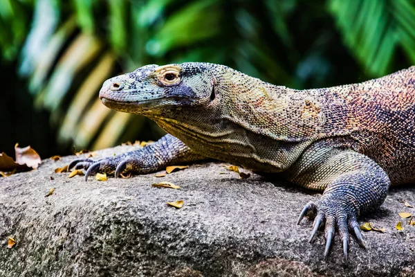 Komodovaranen Juvenile — Stockfoto