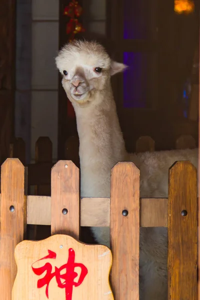 Cheecky beżowy alpaca — Zdjęcie stockowe