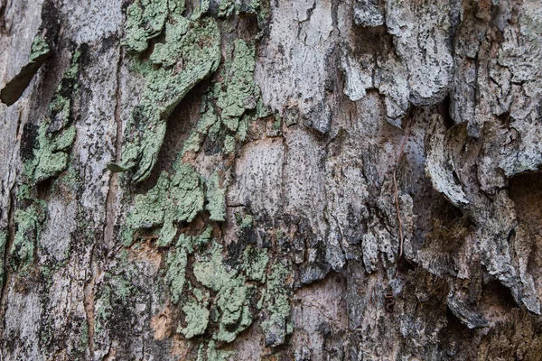 Träd bark struktur — Stockfoto