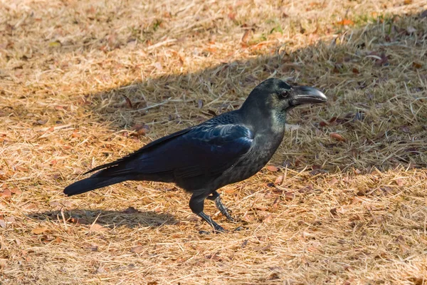 Cuervo — Foto de Stock