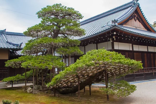 Large Bonsai-Baum Stockbild