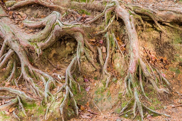 Древняя текстура деревьев — стоковое фото