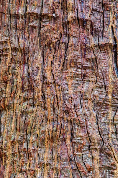 Ancient Tree textur — Stockfoto