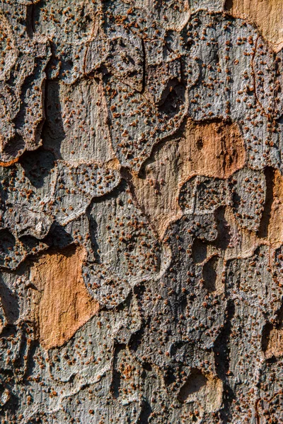 Textura del árbol antiguo —  Fotos de Stock