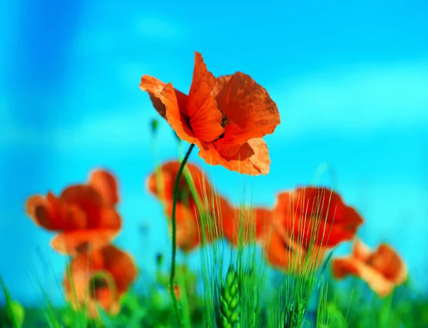 Meadow with wild poppies and blue sky — Stock Photo, Image
