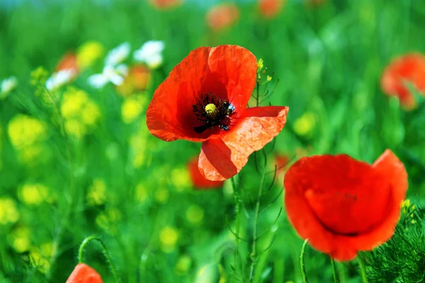 Poppy flowers on meadow at summer time — Stock Photo, Image