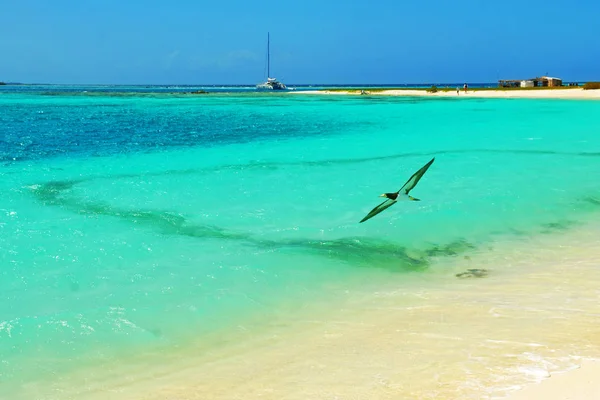 Madár repül át a tengeren, egy lakatlan sziget közelében — Stock Fotó