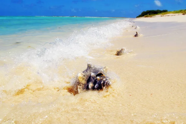 Grote cockleshell aan de oever van de Caribische zee — Stockfoto