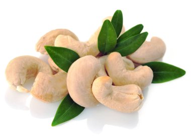 yaprakları ile olgun kaju fıstığı