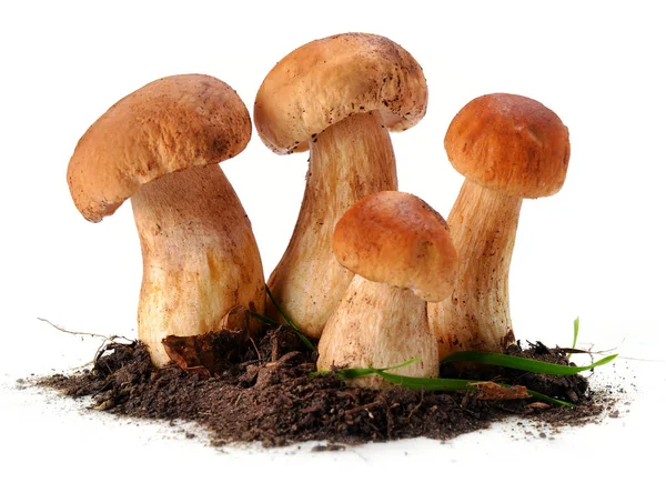 Ceps mushrooms in the ground — Stock Photo, Image