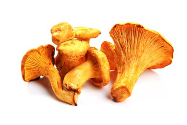 Mantar Cantharellus cibarius; Beyaz arka plan üzerinde nesneleri