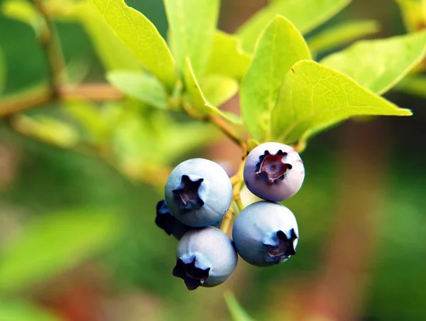 Blueberry on a bush — Stock Photo, Image