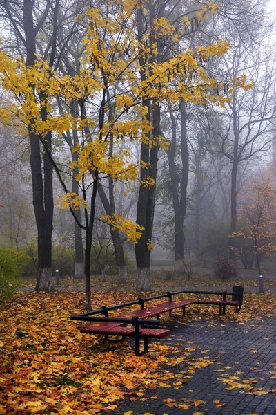 Κίτρινα φύλλα σε ένα παγκάκι στο πάρκο. — Φωτογραφία Αρχείου
