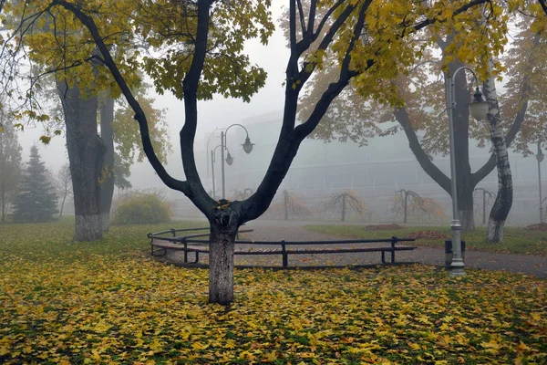 Żółte liście na ławce w parku. — Zdjęcie stockowe