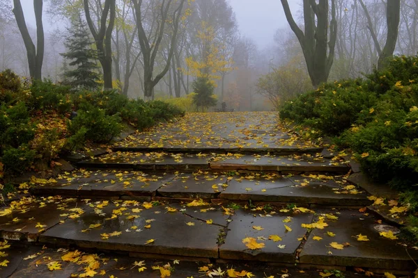 Yellow leaves on a bench in the Park. — Stock Photo, Image