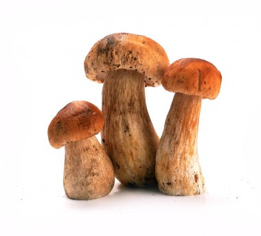 Beyaz zemin üzerinde izole mantar boletus
