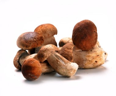 Beyaz zemin üzerinde izole mantar boletus