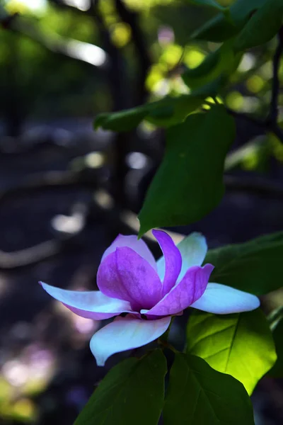 Fiore di loto Magnolia primo piano, bellissimo bianco con rosa — Foto Stock