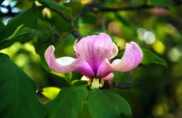 Lotusblüte Magnolienblüte Nahaufnahme, schön weiß mit rosa — Stockfoto