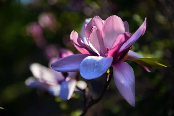 Lotusblüte Magnolienblüte Nahaufnahme, schön weiß mit rosa — Stockfoto