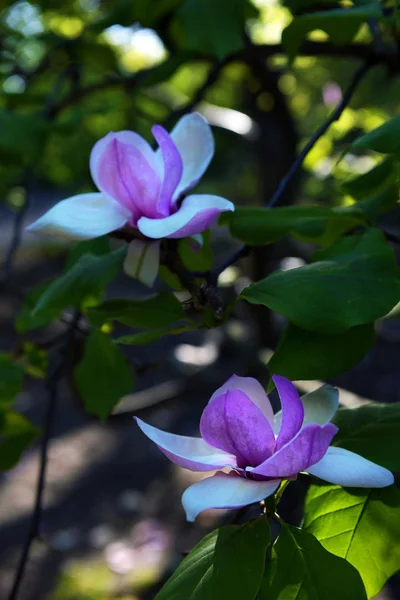 Flor de lótus Magnolia closeup flor, branco bonito com rosa — Fotografia de Stock